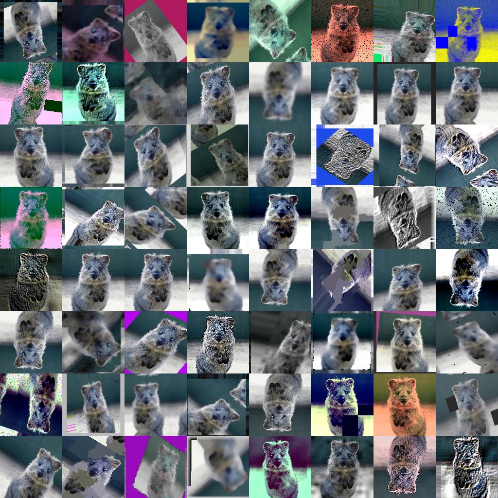 64 quokkas