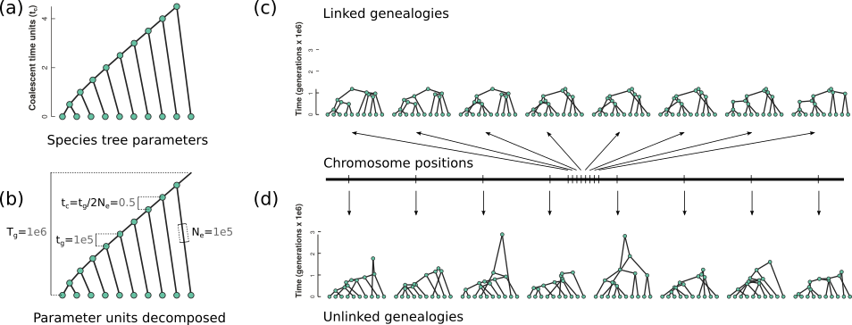 https://raw.githubusercontent.com/eaton-lab/sptree-chapter/master/manuscript/figures/Fig1-revision.png