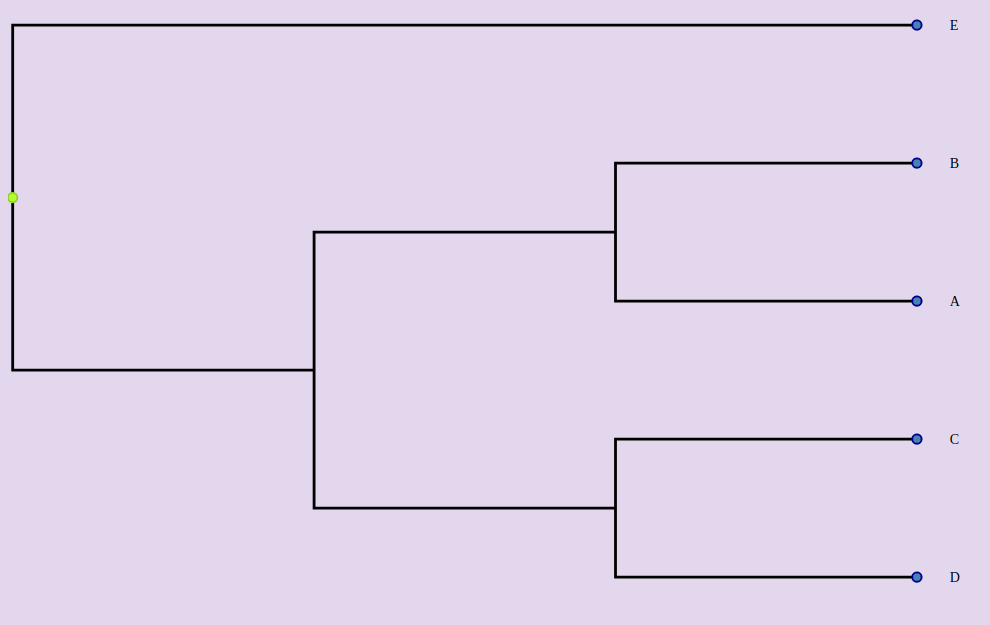 Cladogram