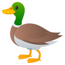 duck