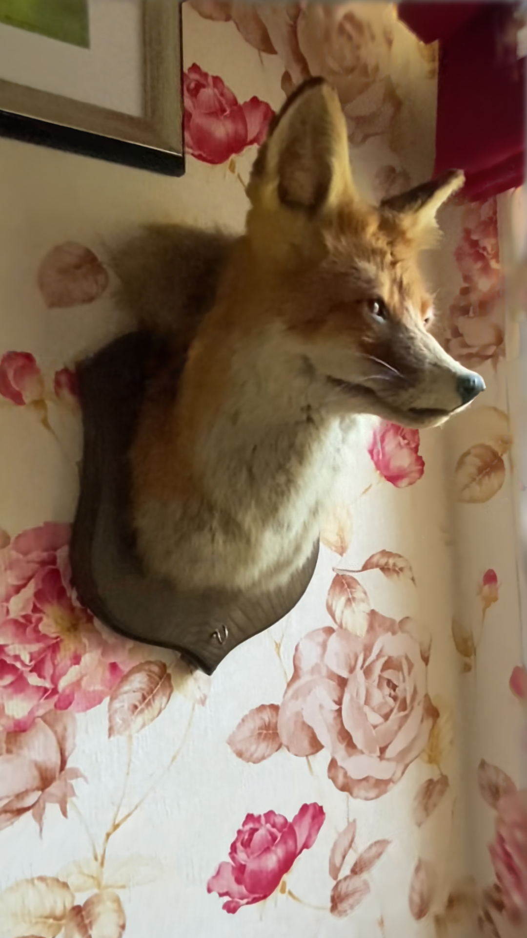 Fox