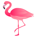 flamingo